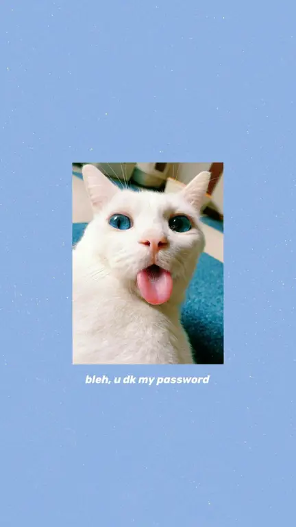 Kucing anime dengan ekspresi wajah yang lucu Wallpaper kucing anime lucu dan kocak